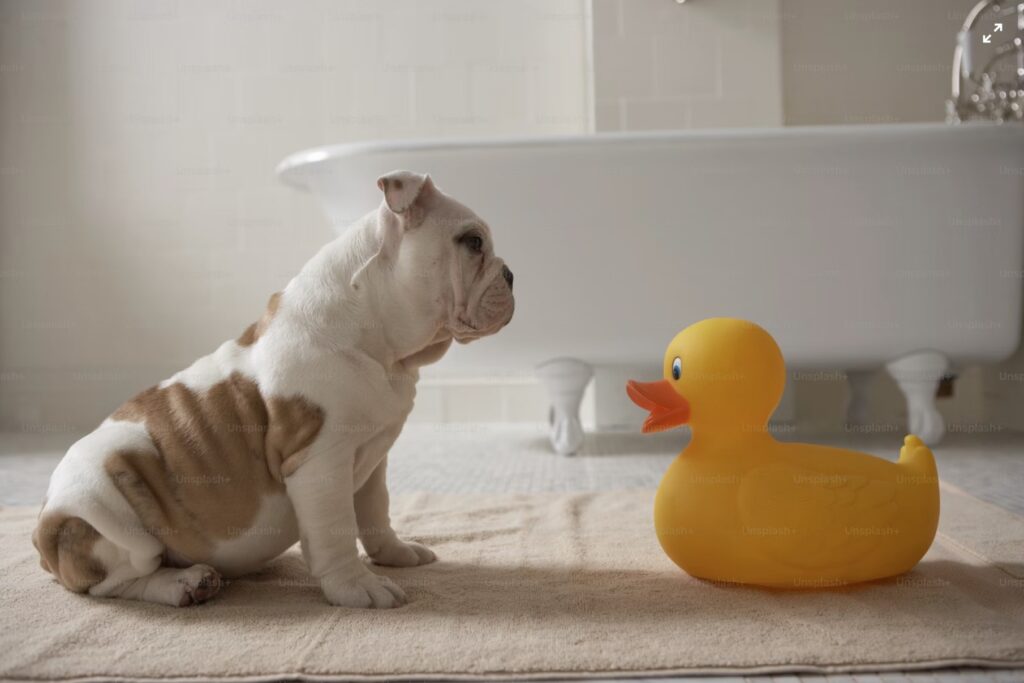 Κάθε πότε να πλένω τον σκύλο μου;